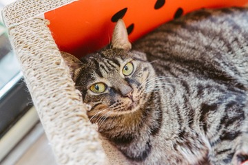 _DSC0454