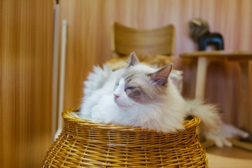 _DSC0522