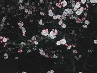 130516