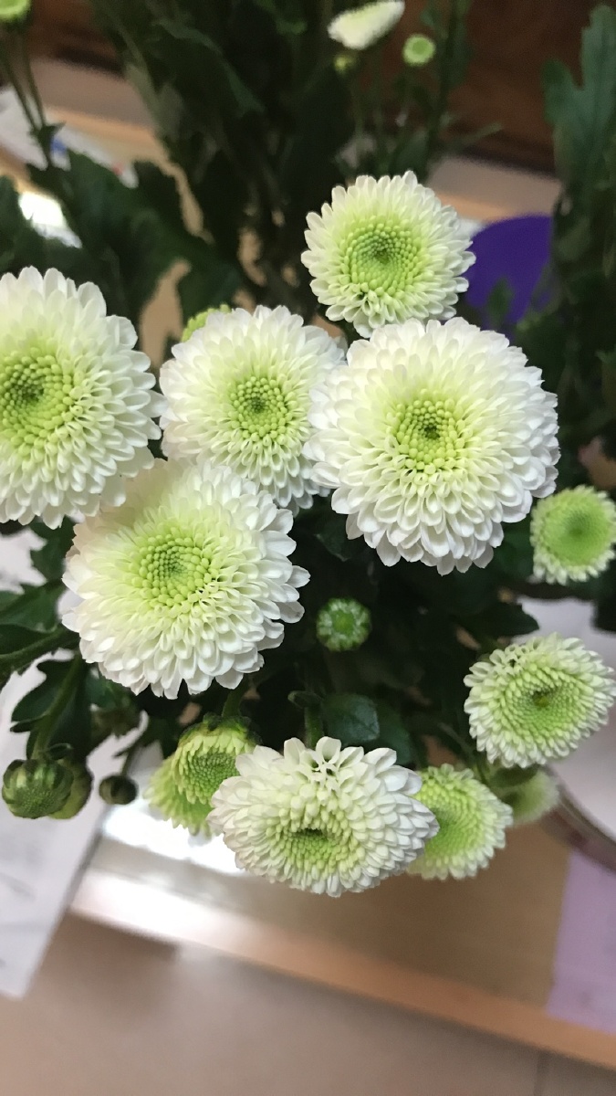 1/128秋天色彩大赏花菊花乒乓菊色彩秋天一张照片告别