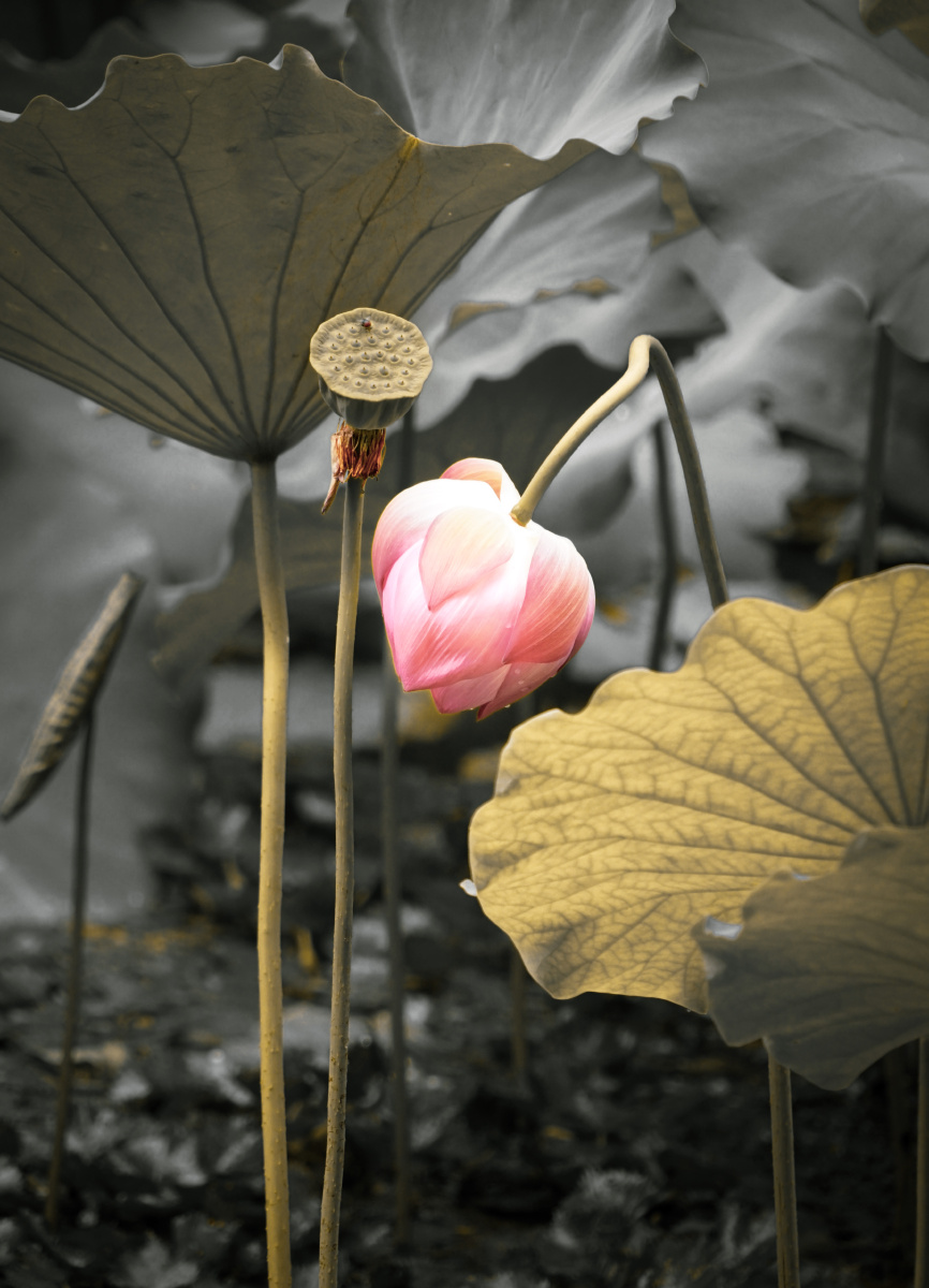 拈花一笑心似莲开