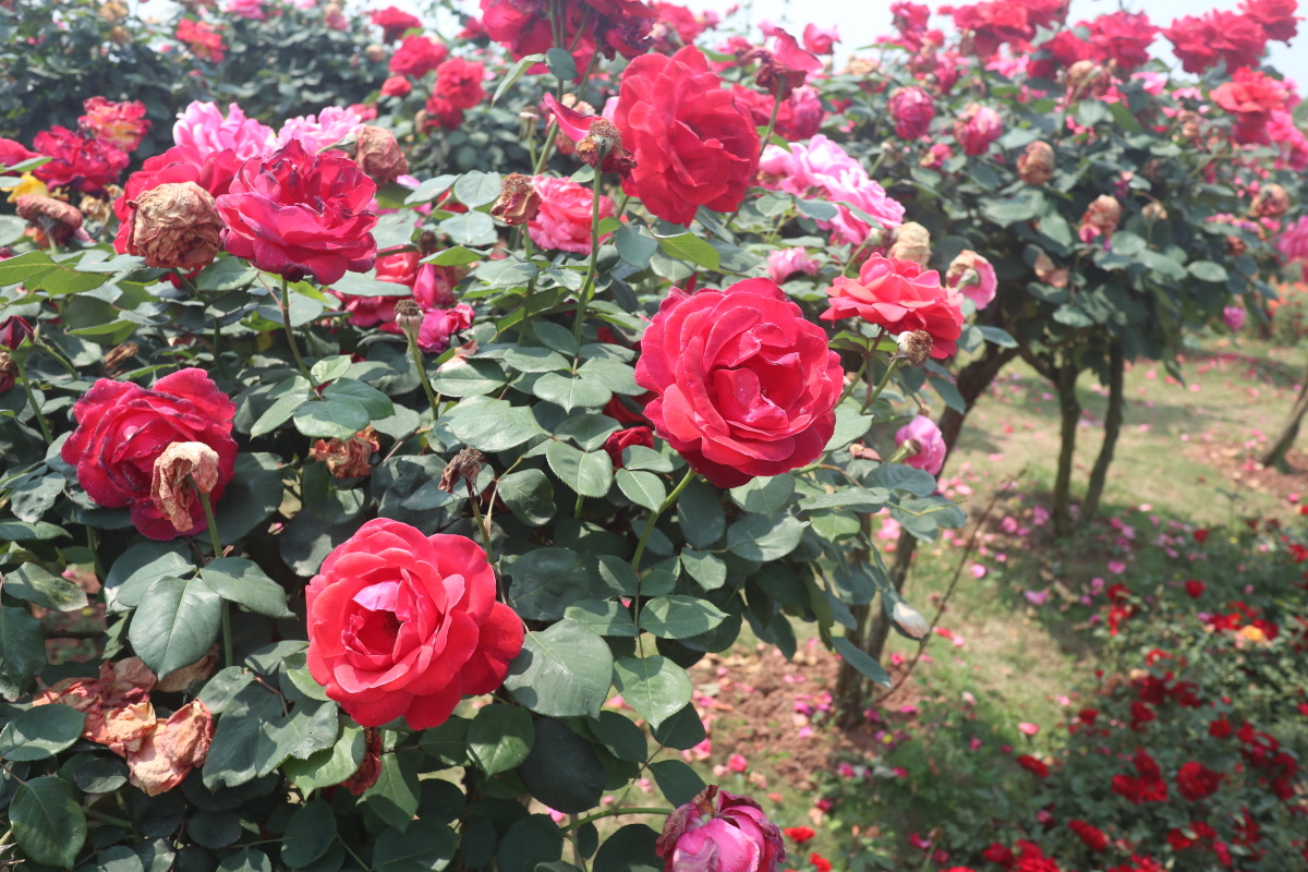 铜梁西郊玫瑰岛