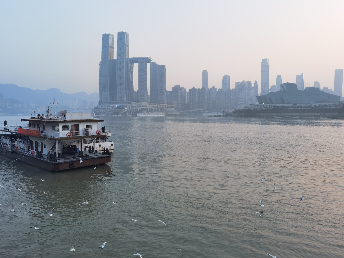 弹子石轮渡码头看海鸥