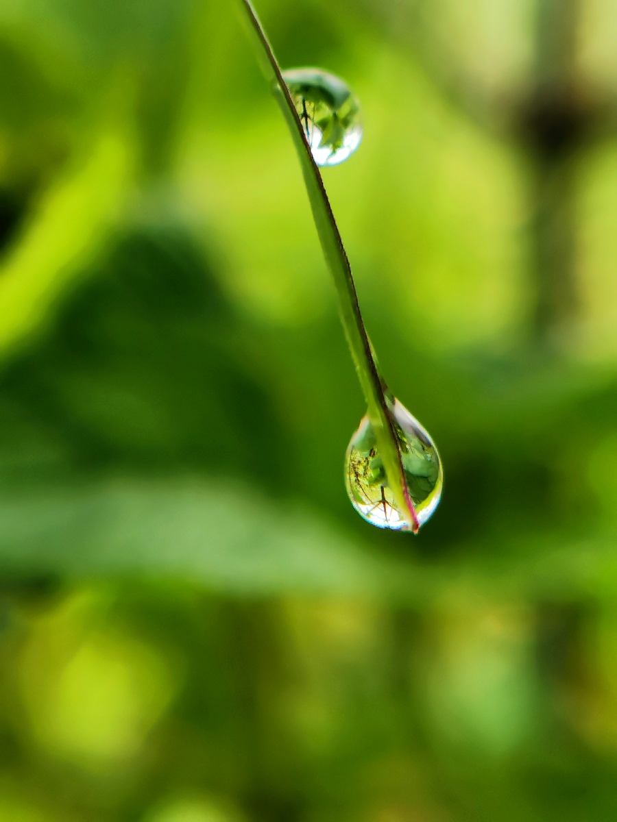 雨露水滴初秋雨后微距镜头里的露珠晶莹剔透倒映着一个神奇的球形世界