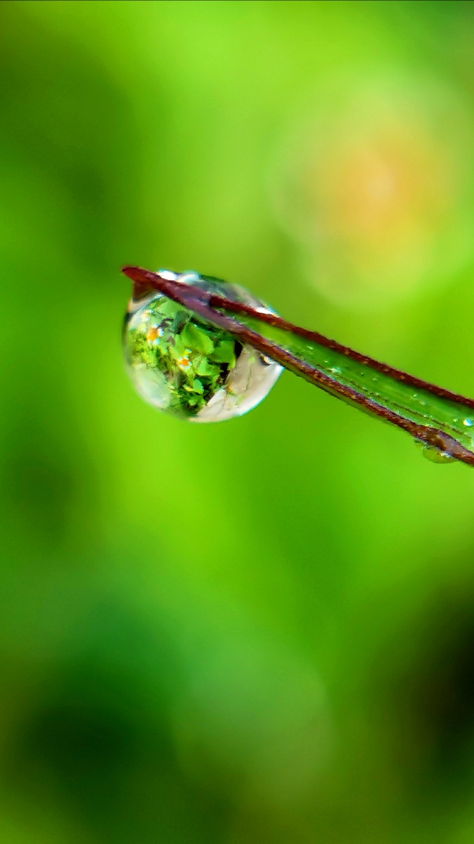 雨露水滴初秋雨后微距镜头里的露珠晶莹剔透倒映着一个神奇的球形世界