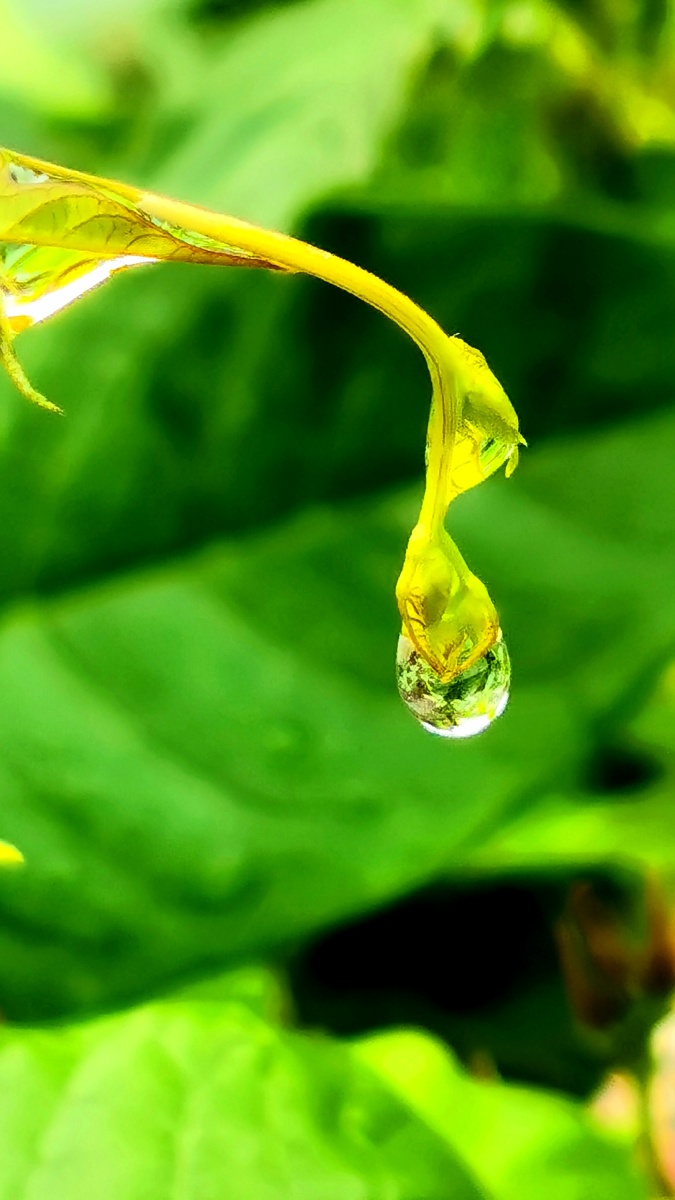 雨露水滴初秋雨后微距镜头里的露珠晶莹剔透倒映着一个神奇的球形世界