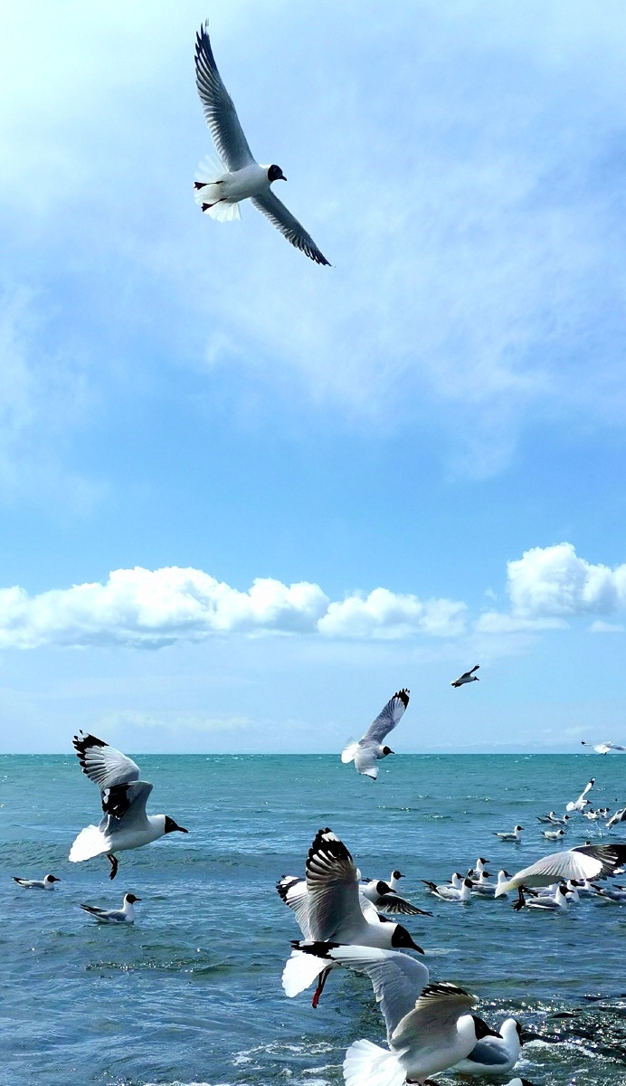 青海湖上翱翔的海鸥