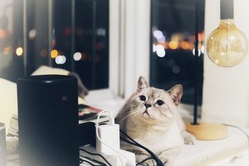 14196