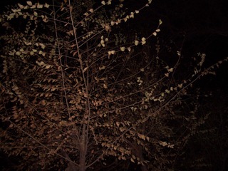 0CF18587-573C-4369-BA39-23349A633B8A/L0/001