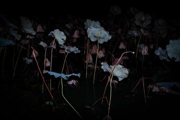 1C9200B2-FB3B-48B2-954E-1EBAC546047F/L0/001