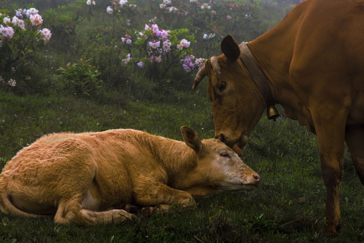 舔犊情2这张自己最喜欢的是母牛的眼神充满了爱的光芒