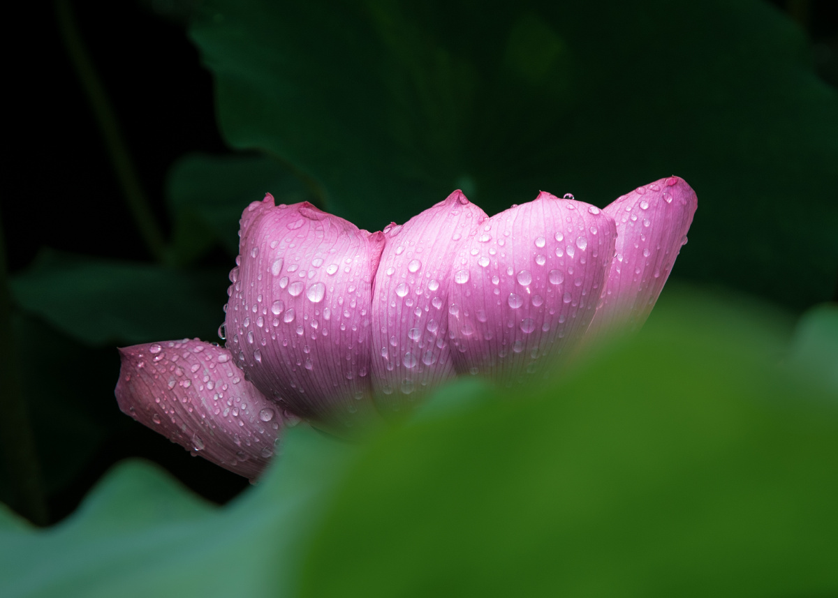 雨后荷青青,粉荷垂露,盈盈欲滴