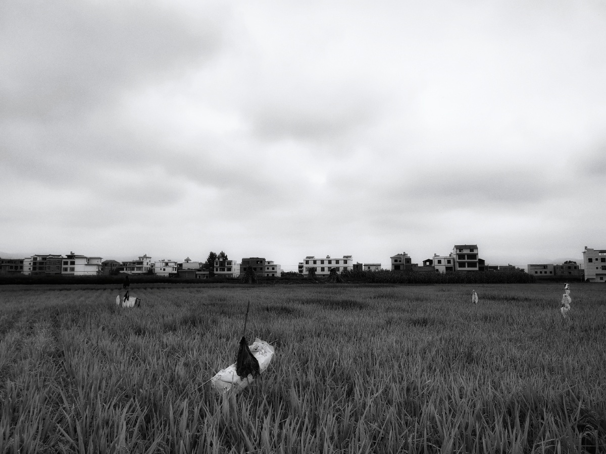 稻田里的守望者