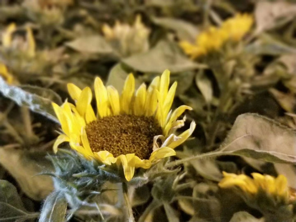 神仙颜值最满意的风光照植物花特写叶子草本植物花园绽放向日葵还没