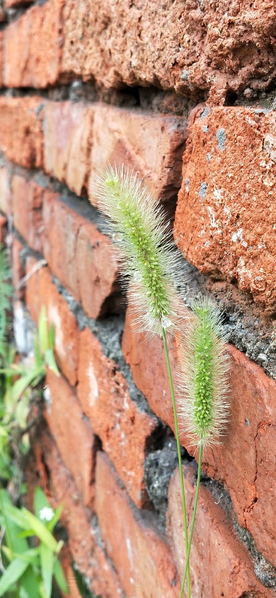 『陪伴』墙角和狗尾巴草最长情的告白就是陪伴.