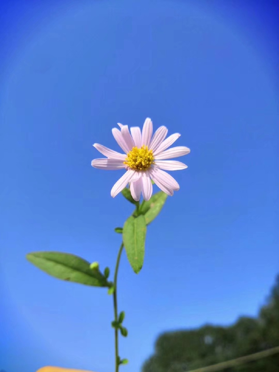 花与天空很般配
