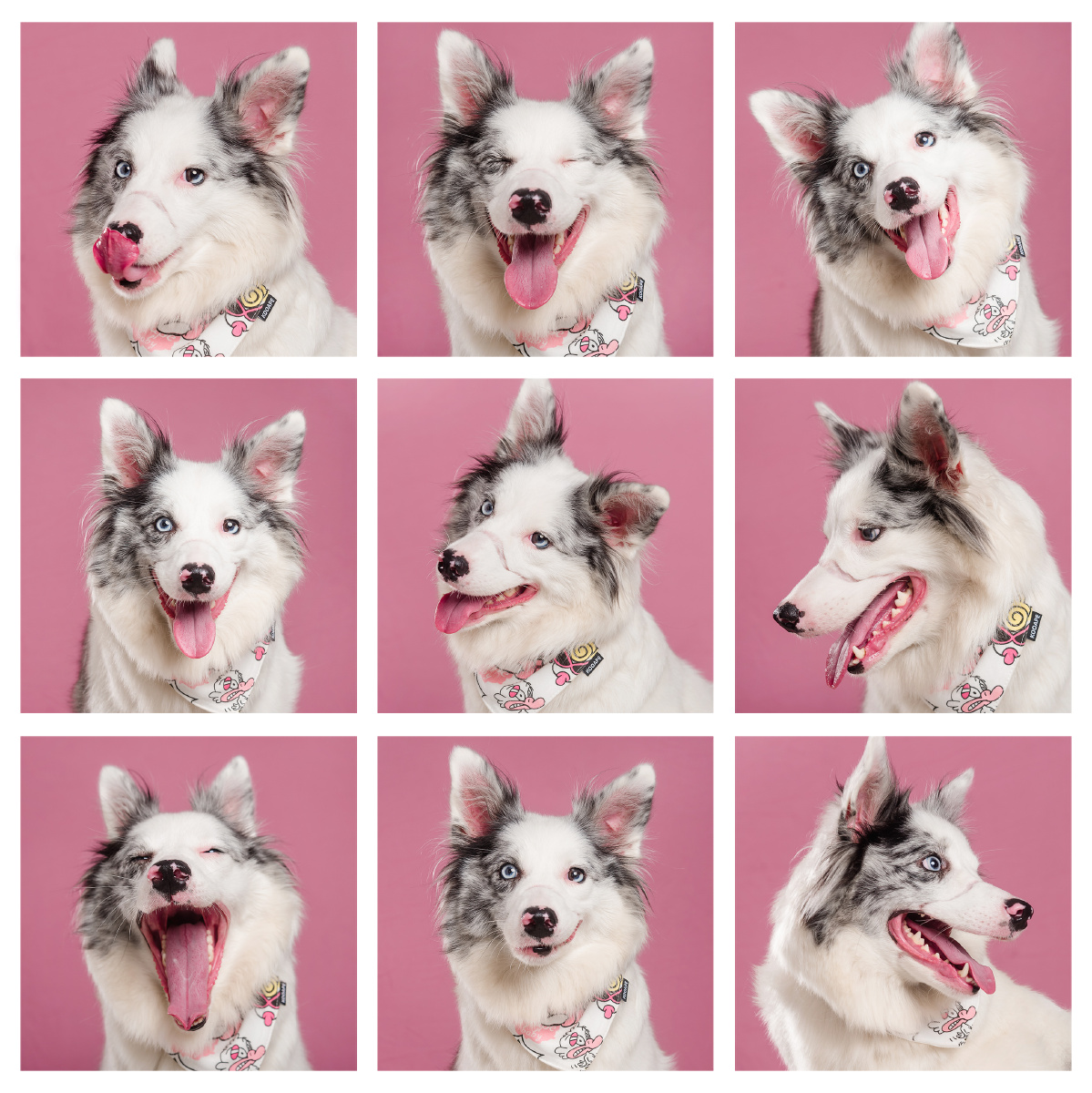 陨石边牧的表情包