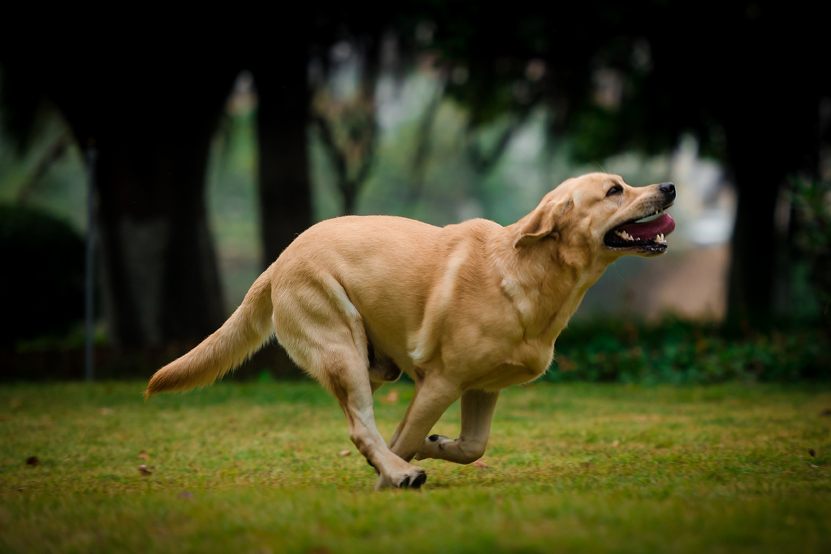 奔跑吧拉布拉多