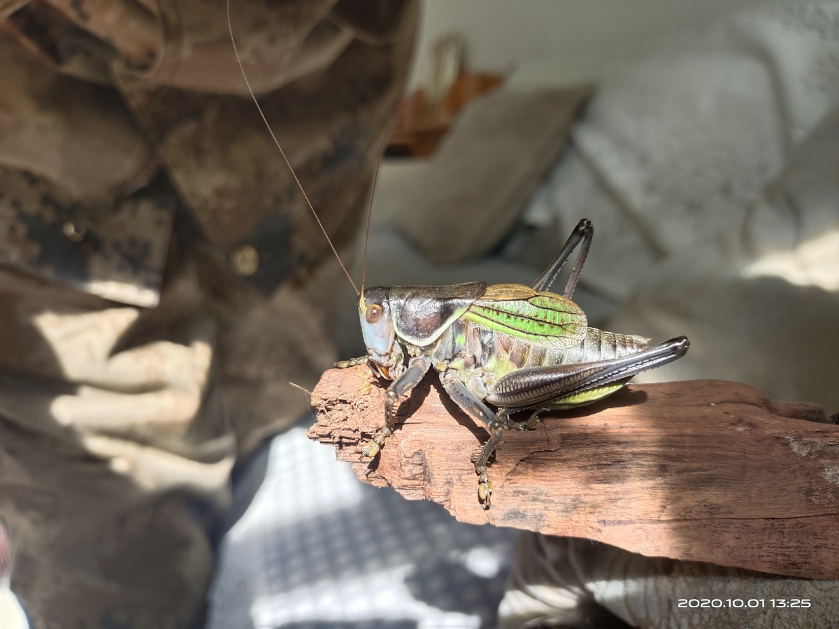 来一打铁皮蝈蝈