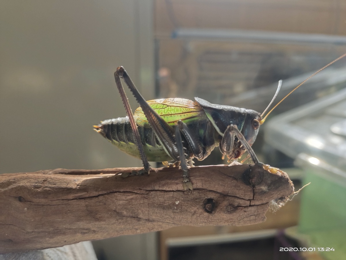 来一打铁皮蝈蝈