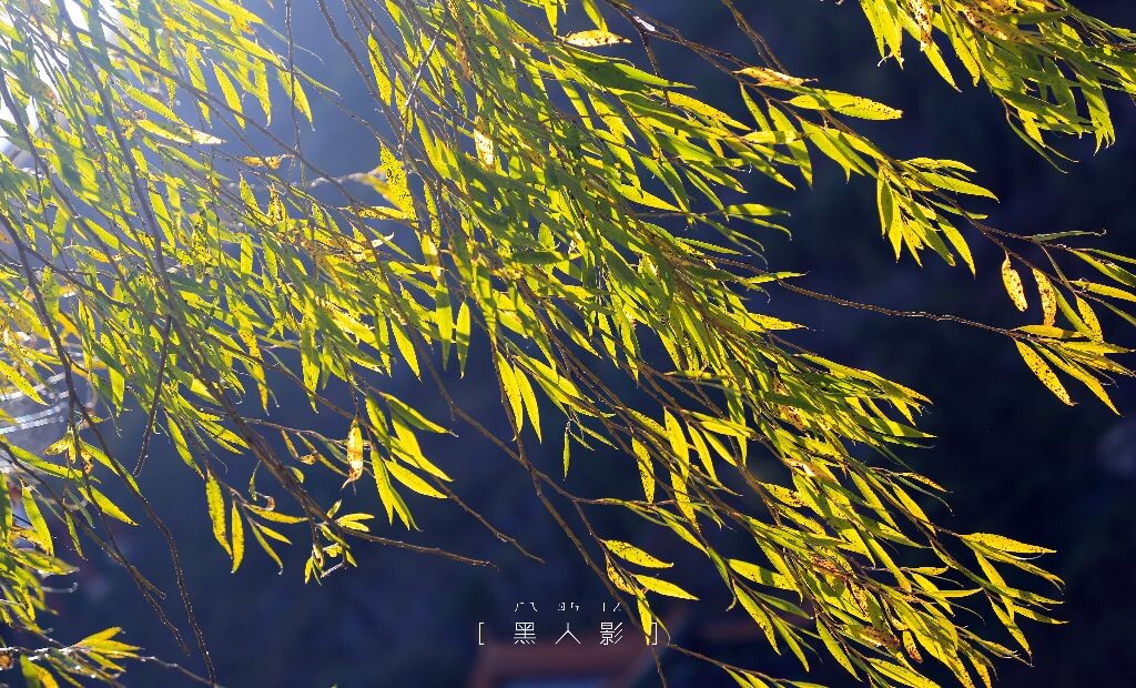 夏