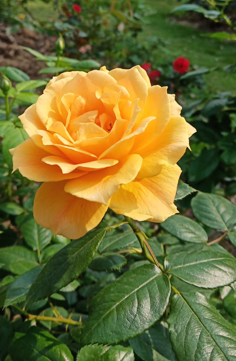 盛开的月季花拍摄by暖茹芸