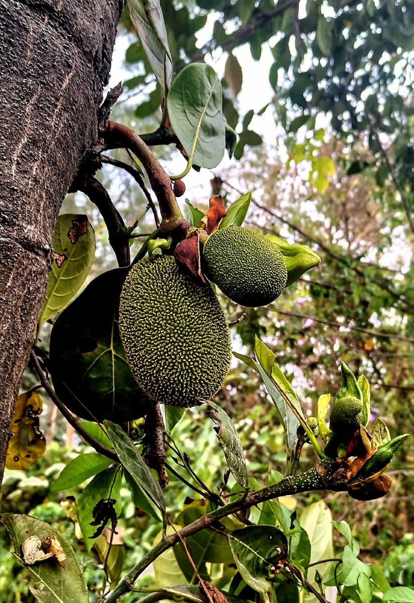 菠萝蜜木菠萝果实小时候