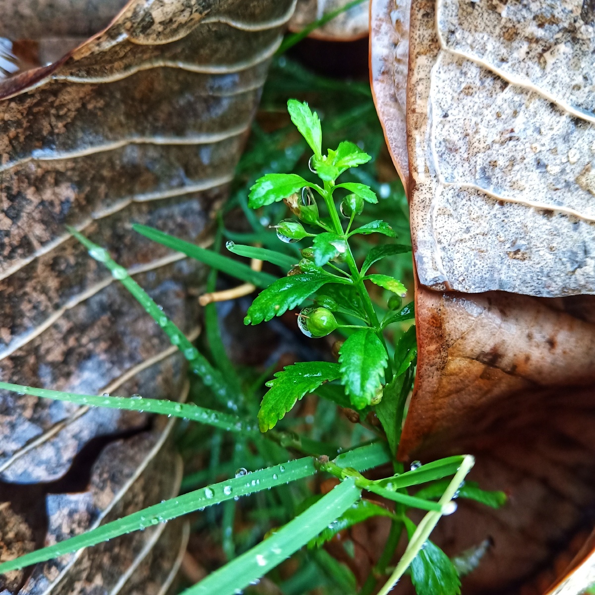 暖光随手拍岩石缝隙里的小草