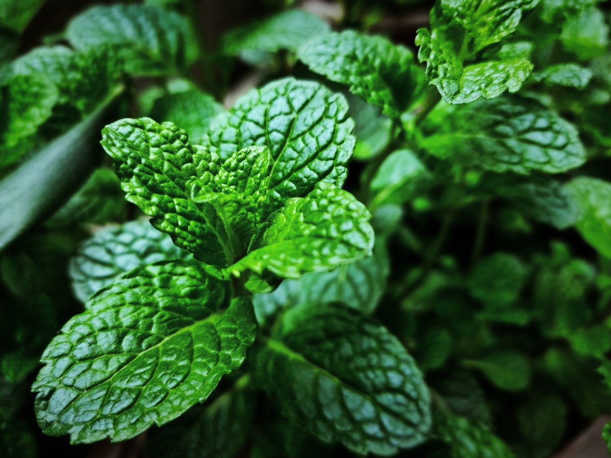 薄荷叶