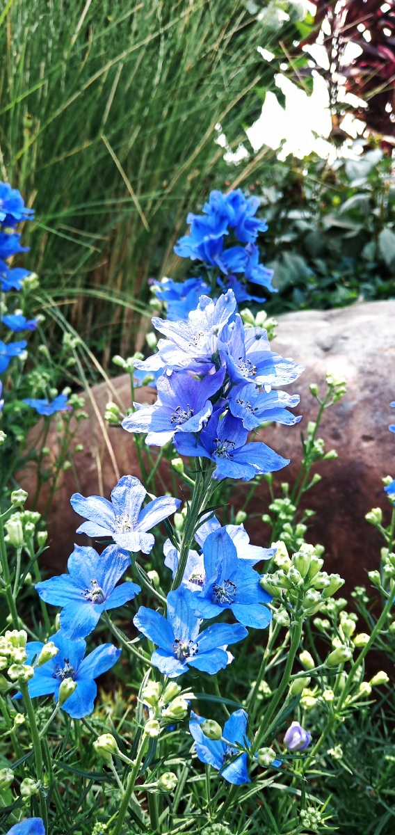 蓝色的飞燕草一拍摄by暖茹芸