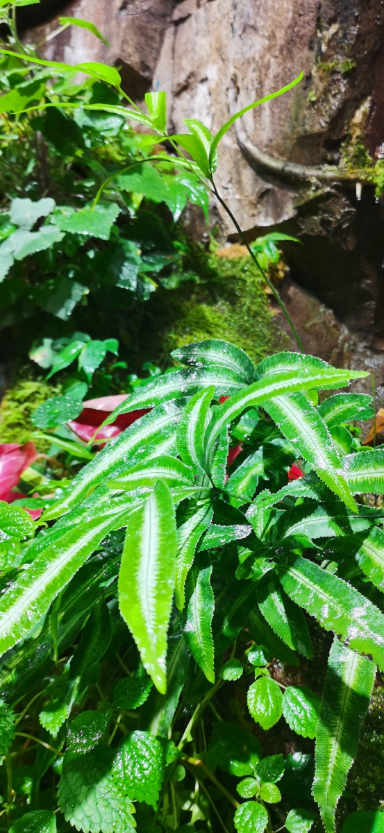 欧洲凤尾蕨(yuting拍摄)