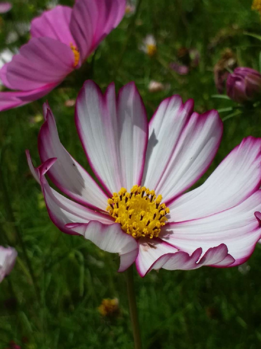 小花朵朵开波斯菊