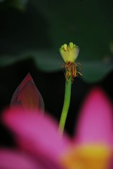 DSC_0109.JPG