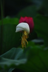 DSC_0009.JPG