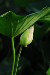 DSC_0035.JPG