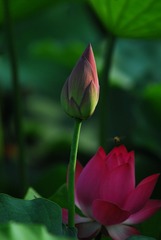 DSC_0057.JPG
