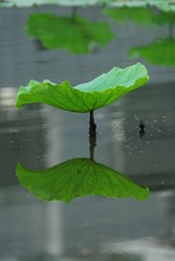 DSC_0110.JPG