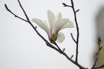 20170322-DSC_7905