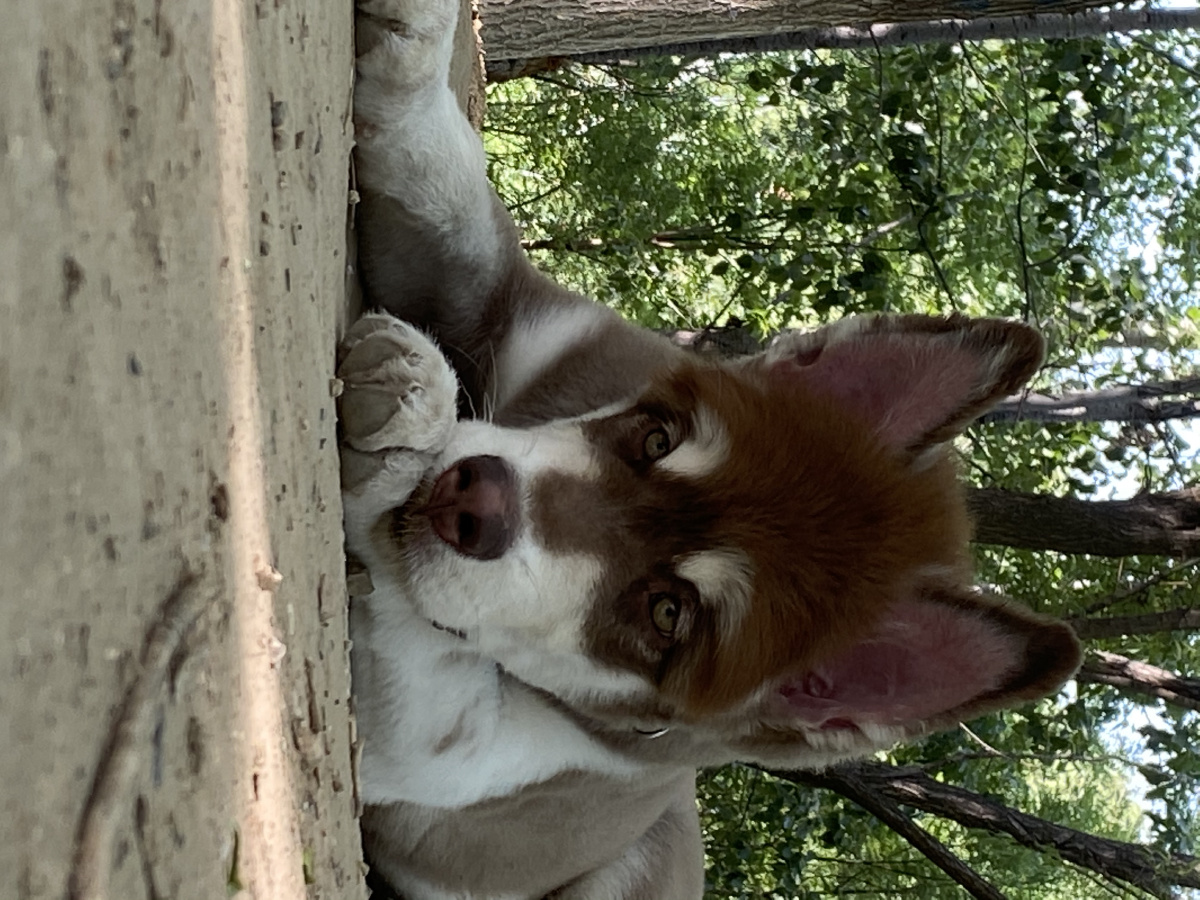 日有所思夜有所想一个有故事的狗狗阿拉斯加犬大壮