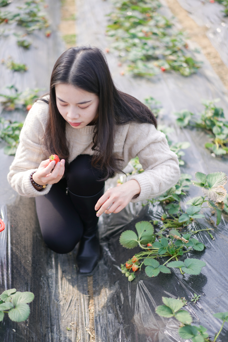 摘草莓的小女孩