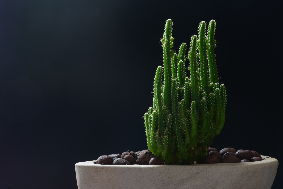 绿植,多肉万重山. - bluedundundun - 图虫