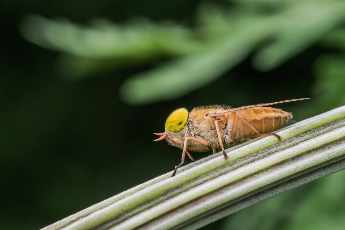 1/122昆虫摄影圈子中国昆虫微观世界微距-万物有灵牛虻虻昆虫微距动物
