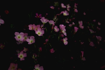 IMG_4718_