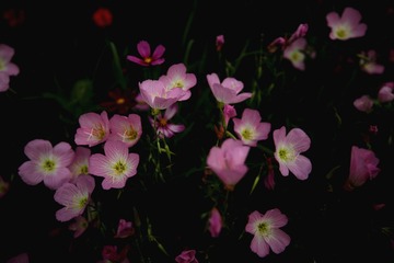 IMG_4762_