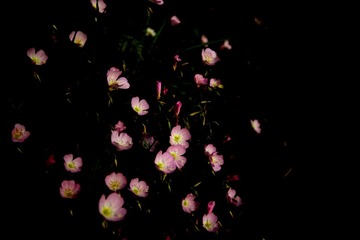 IMG_4704_