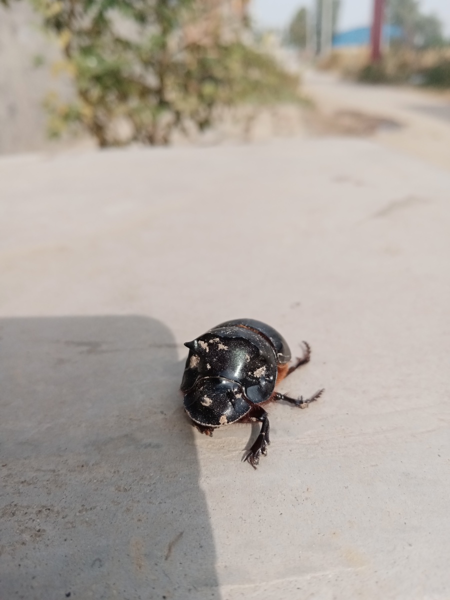 犀牛甲虫又名独角仙,犀金龟
