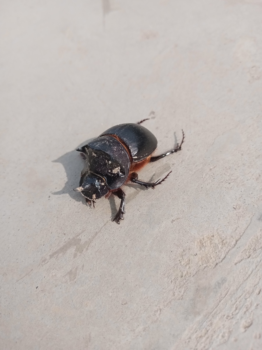 犀牛甲虫又名独角仙,犀金龟