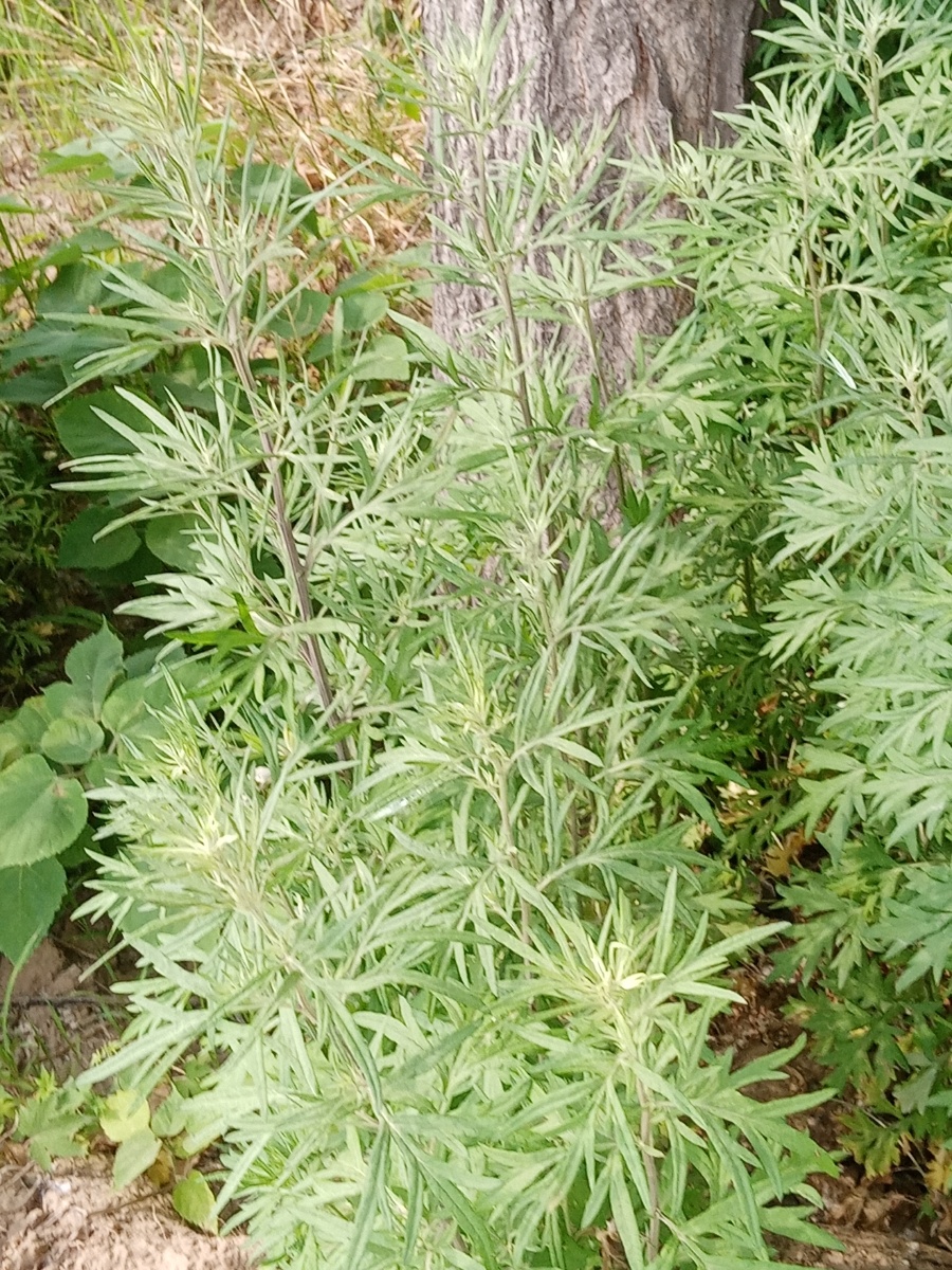 艾- 快乐星674 - 图虫