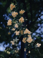 1029329F-2C17-4F41-BEC7-C9D853F6FCF3/L0/001