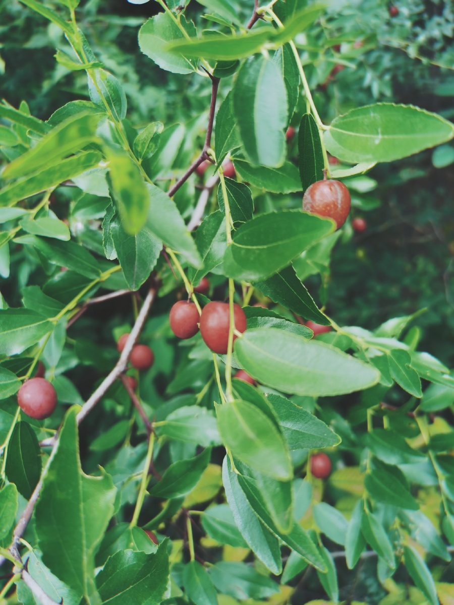 秋季爬山小雏菊山里红酸枣小时候的感觉又回来了